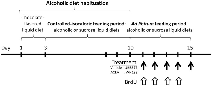 Time line of the experimental design that summarize the periods of feeding and treatment used in the present study.