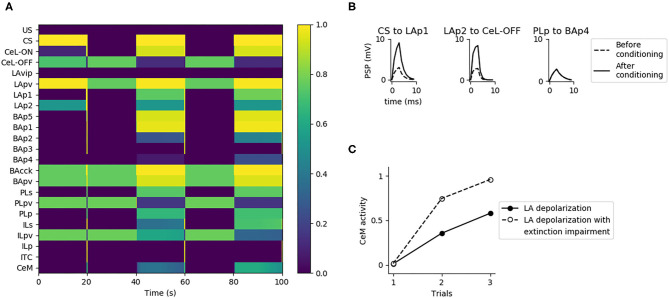 Substitution of US with LA activation during conditioning. (A) When LAp1 and LAp2 are activated at they maximum, substituting the US during the three trials of conditioning, the extinction circuit composed by BAp2, ILp, BAp3, and ITC is engaged. This causes the suppression of the activity of BAp4. (B) When LA activation is used instead of the US there is potentiation of only two of the three connections that should undergo LTP during conditioning. (C) Fear conditioning obtained with LA activation, in control condition (Ctrl, black dots) or when the extinction pathway is inactivated (BAp2 inactivation, white dots).