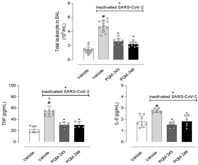 PQM-243 and PQM-249 reduce leukocyte infiltration and cytokine production in the bronchoalveolar lavage. Mice were treated with an oral dose of PQM-243 or PQM-249 (at 10 µmol/kg) at days 1, 3, and 5 post-nasal instillations of inactivated SARS-CoV-2 (105 PFU). On the 7th day, mice were euthanized, and bronchoalveolar lavage was collected. Results are expressed as mean ± standard error (n = 5–16). Statistical analyses were done by ANOVA followed by Tukey’s post-test. # p < 0.05 indicates a statistical difference when comparing groups instilled with virus and pre-treated with vehicle to the group instilled with saline and pre-treated with vehicle. * p < 0.05 indicates a statistical difference when comparing groups instilled with virus and pre-treated with PQM-243 or PQM-249 to the group instilled with virus and pre-treated with vehicle. “+”: represent SARS-CoV-2 positive.