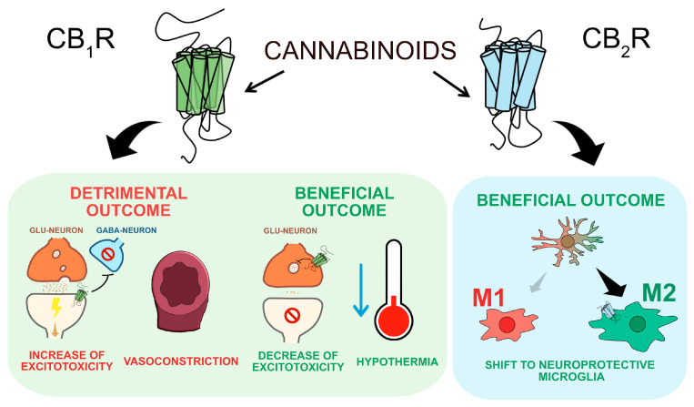 Beneficial and detrimental effects of cannabinoid CB1 and CB2 receptor activation in the context of ischemic stroke.