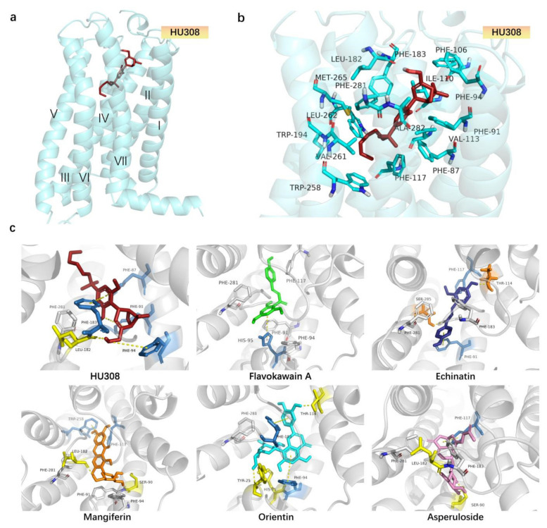 Docking poses of HU308 and screened CB2R agonist in CB2R protein. (a) Overall structure of the 5ZTY-HU308 complex. Protein 5ZTY is shown in cyan, with the ligand HU308 in firebrick. (b) Binding pose of HU308 with CB2 protein 5ZTY. Key residues, cyan sticks; involved in HU308, firebrick sticks; binding in CB2-Gi complex structure, cyan cartoon. (c) The binding poses of the screened compounds in CB2 protein 5ZTY, among which, HU308, firebrick sticks; flavokawain A, green sticks; echinatin, deepblue sticks; mangiferin, orange sticks; orientin, cyan sticks; asperuloside, pink sticks; hydrogen bonded residues, yellow sticks; residues with π-π interactions, skyblue sticks; conservative residues, gray sticks.