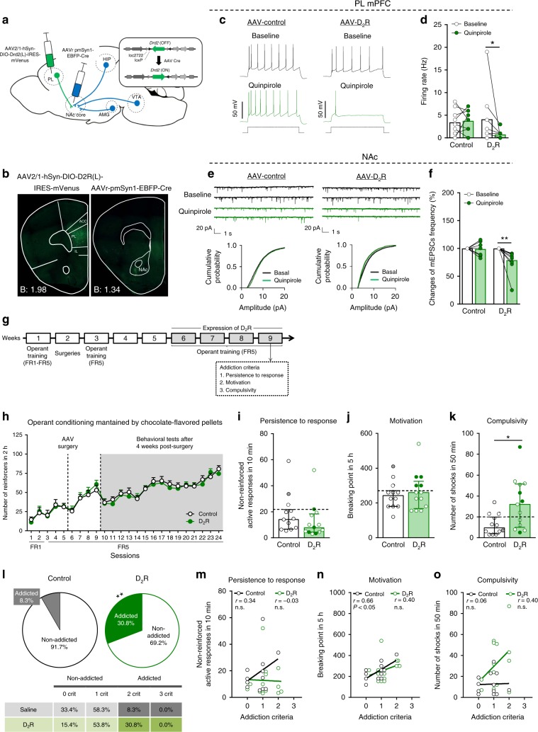 Drd2 overexpression in PL-NAc core pathway promotes compulsivity.a Scheme of combinatorial viral strategy for selective D2R-mVenus expression in PL-NAc core projecting neurons. b Representative immunofluorescence images showing Cre-induced D2R-mVenus protein at PL injection site (left) and Cre recombinase protein at NAc core injection site (right). c–f Overexpression of D2R in PL-NAc core neurons induces changes in excitatory transmission in the PL and NAc core. c Representative recordings showing evoked (150 pA) action potential in WT mice injected with AAV-control (left) and AAV-D2R (right) in PL layer 5 mVenus visualized neurons at baseline and after quinpirole (2 µM) application. d Quantification of the firing rate (Hz) (mean and individual values; Wilcoxon test, *P < 0.05, n = 9 cells from n = 3 animals injected with AAV-control and n = 9 cells from n = 3 animals overexpressing D2R). e Representative traces of miniature excitatory postsynaptic currents (mEPSCs) recorded at a holding potential of −75 mV in NAc from mice injected with AAV-control (left) or AAV-D2R (right) in baseline and after quinpirole application (above). Cumulative probability plot of the mEPSC amplitudes from both control (left) and D2R (right) expressing mice in baseline conditions and after quinpirole bath application (below). f Changes of mEPSCs frequency in percentage (mean and individual values; Wilcoxon test, **P < 0.01, n = 7 cells from n = 5 animals injected with AAV-control and n = 10 cells from n = 7 animals overexpressing D2R). g Timeline of the experimental sequence of the early period of food addiction mouse model. h Number of reinforcers during operant training sessions maintained by chocolate-flavored pellets. i–k Behavioral tests of the three addiction-like criteria in the early period showed increased compulsivity in mice overexpressing D2R (individual values with the median and the interquartile range, t-test, *P < 0.05). The 75th percentile of distribution of control mice is indicated by the dashed horizontal line. Addicted mice in gray filled circles for control and green for D2R mice. l Increased percentage of mice overexpressing D2R classified as food addicted animals (chi-square, **P < 0.01). m–o Pearson correlations between individual addiction-like criteria and m non-reinforced active responses in 10 min, n breaking point in 5 h, o number of shocks in 50 min (n = 12 for control mice and n = 13 for D2R mice; PL prelimbic, NAc nucleus accumbens, Amg amygdala, Hip hippocampus, VTA ventral tegmental area, ACC anterior cingulate cortex, IL infralimbic; see also Supplementary Figs. 8–10; statistical details are included in Supplementary Table 6).