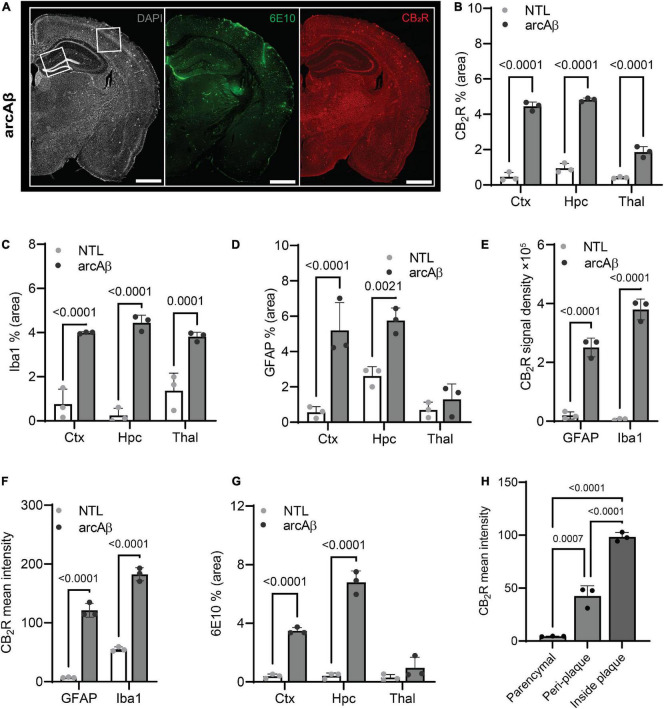Quantification of microgliosis-, astrocytosis-, cannabinoid type 2 receptor (CB2R), and Aβ plaque-associated enrichment in 17-month-old arcAβ mice. (A) Representative CB2R (red) and 6E10 (Aβ, green) staining in half hemisphere of one arcAβ mouse brain. White boxes in panel (A) indicate the regions including cortex (Ctx), cornu ammonus 1 (CA1) region of the hippocampus (Hpc) that zoomed-in in Figure 1. Scale bar = 1 mm. (B) Increased CB2R (% area) in the Ctx, Hpc, and thalamus (Thal) of arcAβ mice (n = 3) compared to non-transgenic littermates (NTLs, n = 3). (C,D) Increased levels of Iba1 (% area) in the Ctx, Hpc, and Thal and GFAP (% area) in the Ctx and Hpc of arcAβ mice (n = 3) compared to NTL (n = 3). (E,F) Increased CB2R signal density and mean signal intensity on both GFAP+ astrocytes and Iba1+ microglia of arcAβ mice (n = 3) compared to NTL (n = 3). (G) Increased 6E10 staining of Aβ plaque in the Ctx and Hpc of arcAβ mice (n = 3) compared to NTL (n = 3). (H) CB2R mean signal intensity on the glia inside plaque is higher than peri-plaque, with low background signal in the parenchymal of arcAβ mice. Data are presented as the mean ± standard deviation.