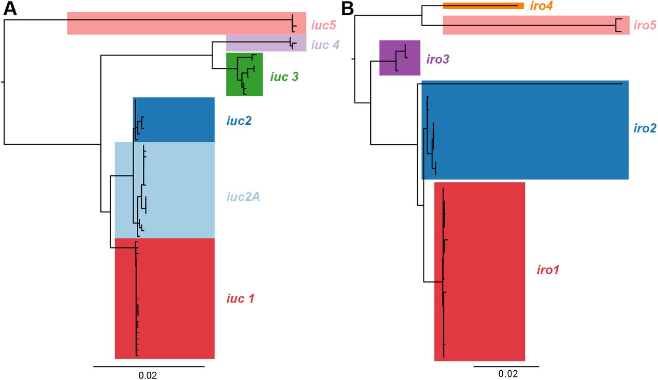 Phylogenetic relationships between the predicted amino acid sequences encoded by aerobactin (iuc) and salmochelin (iro) locus sequence types.Each tip represents a translated amino acid sequence for an aerobactin sequence type (AbST, in a) or salmochelin sequence type (SmST, in b). Lineages defined from nucleotide sequences (see tree in Fig. 1) are highlighted and labelled.