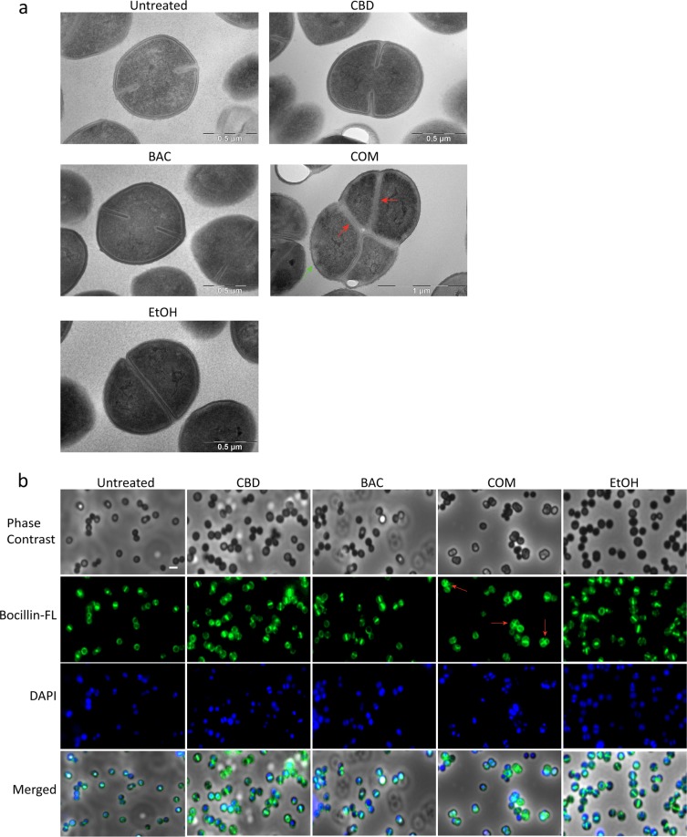 Morphology of USA300 FPR3757 following treatment with CBD and/or BAC. Cultures were subjected to the drugs for 2.5 hours as described in Methods. (a) Morphology imaged by transmission electron microscopy. TEM overview images are shown in Supplementary Figure S4. (b) Bocillin-FL labelled PBPs visualised using Olympus IX83 fluorescence microscope. Images merged with DAPI stain solution to localise PBPs in the bacteria. Defects in cell division are marked by red arrows and irregularities around cell envelope are marked by a green arrow.