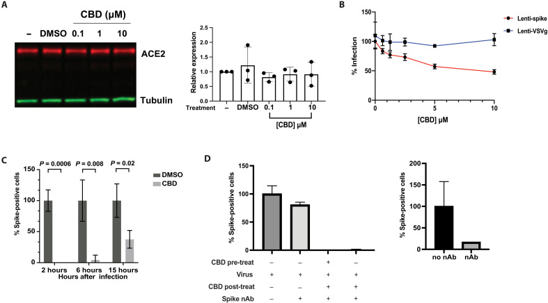 CBD inhibits viral replication after SARS-CoV-2 entry into the host cell.(A) Immunoblots of ACE2 protein expression from A549-ACE2 cell lysates either untreated or treated with vehicle or CBD at indicated doses (n = 3). Blots were probed with antibodies against ACE2 and tubulin. ACE2 protein expression levels were normalized to the tubulin signal within each sample. ACE2 expression levels were plotted relative to untreated samples. DMSO, dimethyl sulfoxide. (B) 293 T–ACE2 cells were infected by spike or VSV-G pseudovirus for 72 hours with the indicated doses of CBD treatment, and the percentages of infected cells were plotted. (C) A549-ACE2 cells were infected with SARS-CoV-2 at an MOI of 0.5 for 2 hours. DMSO or 10 μM CBD was then added at either 2, 6, or 15 hours after infection. After 16 hours, spike-positive cells were quantified and normalized to the virus-infected only samples. (D) Left: A549-ACE2 cells were infected with SARS-CoV-2 at an MOI of 0.5 for 2 hours. DMSO or 10 μM CBD was then added at 2 hours after infection with the spike neutralizing antibody (nAb) to prevent reinfection. After 16 hours, spike-positive cells were quantified and normalized to the virus-infected only samples. Right: Validation of neutralizing antibody efficacy. SARS-CoV-2 virus (400 PFU) was incubated with or without 100 nM neutralizing antibody for 1 hour. A549-ACE2 cells were treated with the mixture for 16 hours, and spike-positive cells were quantified.