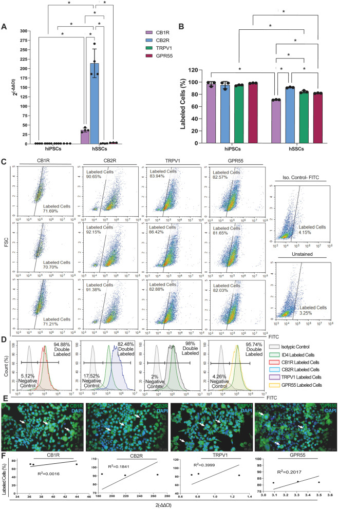 hSSCs carry cannabinoid receptors. A hSSCs express high CB2R and low CB1R, TRPV1 and GPR55 relative to hiPSCs. B CB2R presents a significantly higher ratio compared to CB1R, TRPV1 and GPR55 on hSSCs. C CB1R, CB2R, TRPV1 and GPR55 immune distribution in hiPSCs by FCM. D Representative diagram for co-distribution of CB1R, CB2R, TRPV1 and GPR55 and SSC marker ID4 on hSSCs by FCM. E Cytoplasmic (arrow) labeling of CB1R, CB2R, TRPV1 and GPR55 on hSSCs by IF. Scale bar is 50 μm. F Positive correlation for CB1R, CB2R, TRPV1 and GPR55 mRNA expression by qPCR and immunolabeling by FCM. * p < 0.05