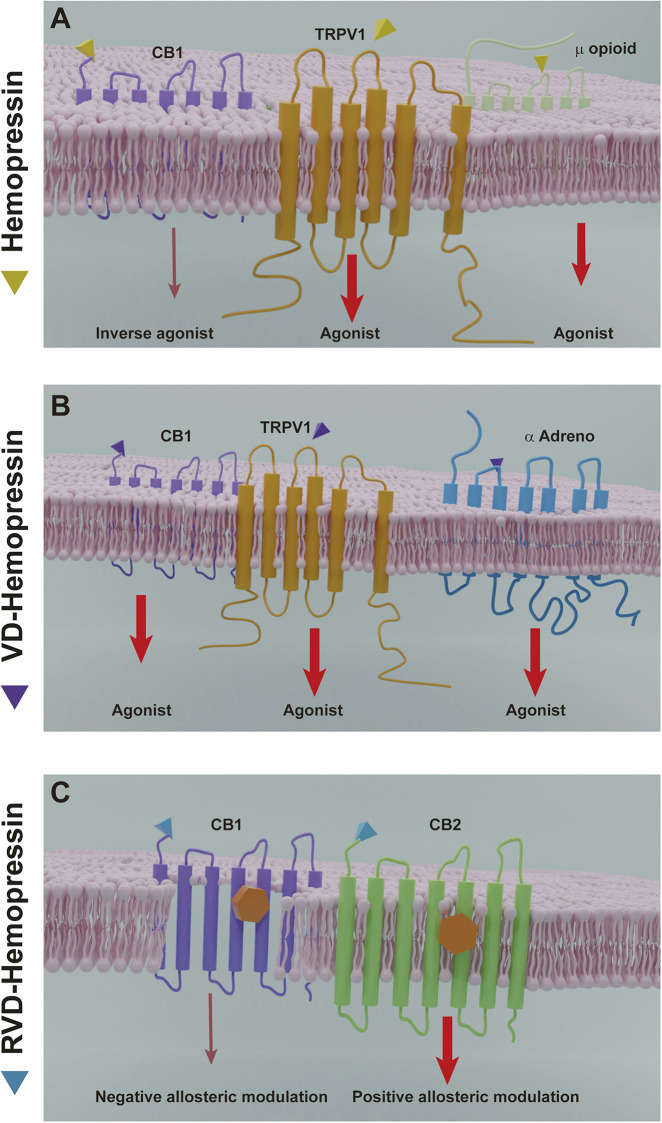 Hemopressin peptides mechanisms of action. (A) Hemopressin acts as inverse agonist of CB1 and as an agonist of the receptors TRPV1 and the µ opioid receptor. (B) VD-hemopressin is an agonist of the CB1 receptor and for control nociception and blood pressure can interact with the TRPV1 NFF and α adrenergic receptor. (C) RVD-hemopressin can act as a negative allosteric modulator of CB1 and a positive allosteric modulator of CB2. Thinner arrows (dark red) indicate inverse agonist or negative allosteric effects by hemopressins. Larger arrows (light red) indicate agonist or positive allosteric modulation.