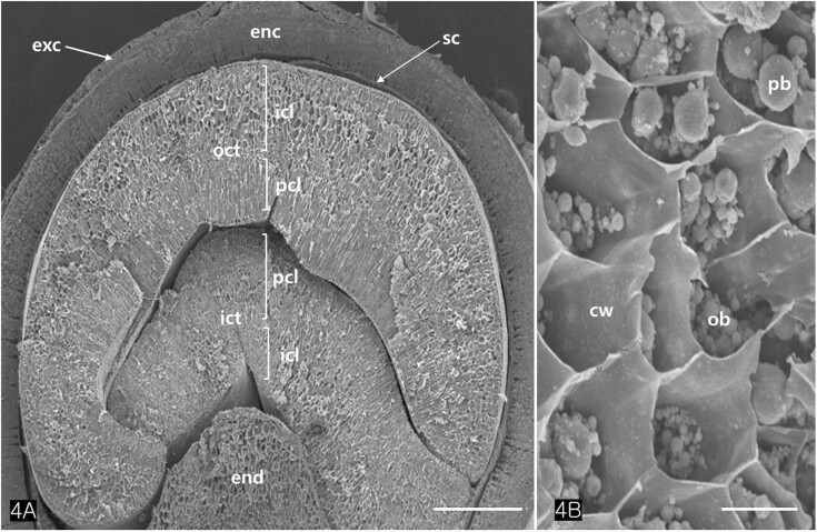 Transverse sectioned SEM images of an achene. (A) Two cotyledons consist of two distinct layers each, i.e., the isodiametric cell layers (icl) and the palisade cell layers (pcl). (B) Close-up of the isodiametric cells. Abbreviations: cw; cell wall, enc; endocarp, end; endosperm, exc; exocarp, ict; inner cotyledon, ob; oil body, oct; outer cotyledon, pb; protein body, sc; seed coat. Scale bars (A) = 500 µm; (B) = 50 µm.