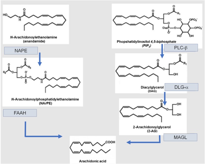 Schematic overview of the enzymes involved in EC metabolism. Anandamide (AEA) and 2‐acylglycerol (2‐AG) are the two best‐recognized stereotypical ECs. Both are synthetized by hydrolysis from membrane lipid precursors, namely N‐arachidonoyl‐phosphatidylethanolamine (NArPE) and phosphatidylinositol‐4,5‐bisphosphate (PIP2) for AEA and 2‐AG, respectively. Both AEA and 2‐AG, after the binding with CB receptors, are rapidly removed by membrane transporters and converted into arachidonic acid by fatty acid amide hydrolase (FAAH) and monoacylglycerol lipase (MAGL), respectively.