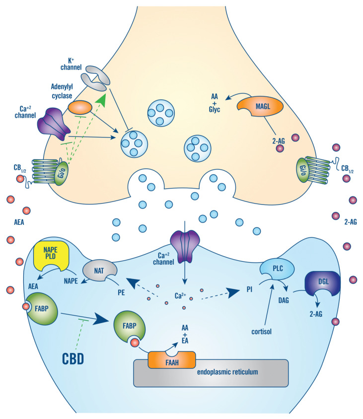 CB1/2 signaling in the nervous system. The two main endocannabinoids, AEA and 2-AG, are synthesized in response to neuronal depolarization and/or Ca+2 influx, via cleavage of membrane phospholipids, such as phosphatidylethanolamine (PE), in the postsynaptic membrane. For AEA, Ca+2-dependent N-acyltransferase (NAT) first produces N-arachidonoyl PE (NAPE), which is then hydrolyzed by phospholipase D (NAPE-PLD). For 2-AG, Ca+2 influx and/or cortisol stimulates phospholipase C (PLC), which hydrolyzes phosphatidylinositol (PI) into diacylglycerol (DAG), which is hydrolyzed by diacylglycerol lipase (DGL). AEA and 2-AG feedback in a retrograde manner to CB1/2 receptors on presynaptic terminals. CB1/2 are coupled to Gi/o-proteins that function to inhibit adenylyl cyclase and voltage-gated calcium channels and activate potassium channels, thus, suppressing afferent neurotransmitter release. In the brain, CB1/2 signaling has a basal tone that depends on AEA production in response to neuronal activity. This tone can be rapidly reduced, by increased hydrolyzation of AEA to arachidonic acid (AA) and ethanolamine (EA) by FAAH that is in the post-synaptic endoplasmic reticulum. The main action of CBD is to competitively inhibit binding of AEA to its aqueous transporter, fatty acid binding protein (FABP), thereby inhibiting the degradation of AEA by FAAH and increasing CB1/2 receptor signaling tone. Moreover, 2-AG is not degraded by FAAH but by monoacylglycerol lipase (MAGL), which is located near CB1/2 on the pre-synaptic membrane [15,39].