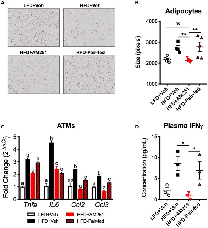AM251 treatment in vivo reduces energy storage and type 1 inflammation associated with DLL4-Notch signaling. HFD-fed obese mice were treated with AM251 (10 mg/kg) for 4 weeks as described in Figure 1 legend. Adipocyte size, ATM gene expression, and plasma IFNγ were quantified in mice after the 4-week AM251 intervention. (A) Representative H & E stains of epididymal fat. Images are to equal scale (4X). (B) FIJI adipocyte size quantification. (C) qRT-PCR expression of inflammatory cytokine/chemokine genes in F4/80 + ATMs. (D) Plasma IFNγ concentration measured by ELISA. Data are mean ± SEM. For (A,B), N = 4–5 mice/group. For (C), data are presented from a single experiment of 4–10 pooled mice per group. For (D), N = 3 independent experiments of pooled plasma from 4 to 10 mice/group. Significance was determined by one-way ANOVA. **P < 0.01, *P < 0.05. For (C), p < 0.05 if alphabetical characters differ between groups.