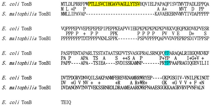 Protein sequence alignment of Esherichia coli TonB and S. maltophilia TonB1. Protein sequence alignment was carried out using Needleman-Wunsch global alignment using sequences in the National Center for Biotechnology Information database. The putative hydrophobic transmembrane region of E. coli TonB, amino acid residues 12–32, is marked in yellow. The most conserved YP motif among the TonB proteins is marked in blue. The protein accession numbers for E. coli TonB and S. maltophilia TonB1 are EOW16097 and CAQ43627, respectively.