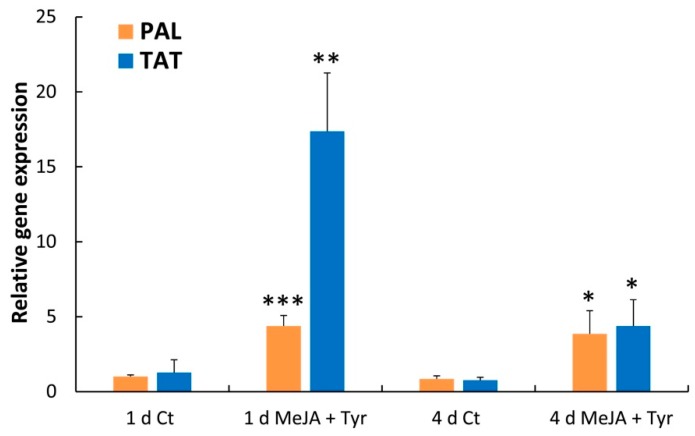 Expression analysis of the PAL and TAT genes from hemp cell suspensions after 1 and 4 days of treatment with MeJA + Tyr. Values represent the mean ± SD of three biological replicates. Comparisons of differences between the means of the treated and Ct samples were performed using Student’s t-tests (* p ≤ 0.05; ** p ≤ 0.01; *** p ≤ 0.001).