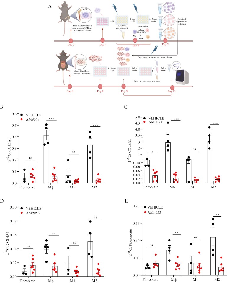 Macrophages are involved in antifibrotic effects of N-acylethanolamine acid amidase (NAAA) inhibition. (A) Schematic diagram showing the experimental schedule for the culturing of primary colonic fibroblasts in conditioned media from bone marrow-derived macrophages (BMDMs), polarized or non-polarized, under NAAA inhibition pretreatment. The image was created by using BioRender.com. (B-E) Expression of collagenogenesis-associated genes, namely COL1A2 (B), COL3A1 (C), COL4A1 (D), and Fibronectin (E), evaluated by RT-qPCR in fibroblasts alone or in the presence of conditioned media derived from naive Mφ BMDMs and/or polarized in M1 and M2, with or without pretreatment with the NAAA inhibitor AM9053. Error bars represent mean ± SEM of n = 4-6 independent experiments, referring to the number of mice used for isolating colonic fibroblasts and paired bone marrow macrophages. **p ≤ 0.01 and ***p ≤ 0.001 as calculated by ONE-way analysis of variance (ANOVA) followed by Dunnett’s post hoc test; n.s., not significant.