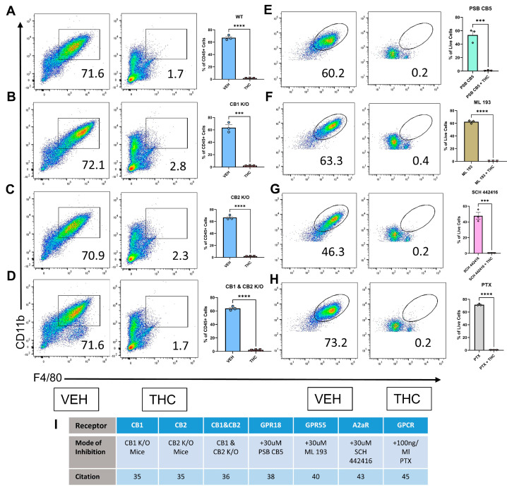 Identifying potential receptors through which THC blocks macrophage differentiation. (A–H) Representative flow and graphical representation of macrophage populations at 120 h between VEH- and THC-treated groups. Y-axis on flow plot is CD11b; X-axis is F4/80. (A–D) Preliminary flow gating shown in Figure S1A. (E–H) Preliminary flow gating shown in Figure S1B. (A) Wild-type mice; (B) CB1 knockout mice; (C) CB2 knockout mice; (D) CB1 and CB2 knockout mice; (E) GPR18 antagonist PSB CB5; (F) GPR55 antagonist ML 193; (G) A2aR antagonist SCH 442416; (H) G-PCR inhibitor PTX; (I) List of receptor inhibition methods and related citation. (A–H) n = 3, unpaired t-test was performed, levels of statistical significance were assigned according to the following cutoffs: *** p < 0.001, and **** p < 0.0001.