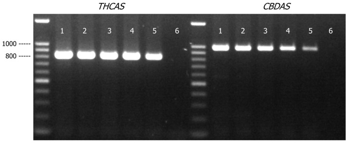 Agarose gel (1.2% w/v) detection of PCR-amplified products of THCAS and CBDAS in cannabis and hops genomic DNA mixtures (total 30 ng of genomic DNA). Lane 1, cannabis/hops = 9:1; Lane 2, cannabis/hops = 7:3; Lane 3, cannabis/hops = 5:5; Lane 4, cannabis/hops = 3:7; Lane 5, cannabis/hops = 1:9; Lane 6, PCR negative control.