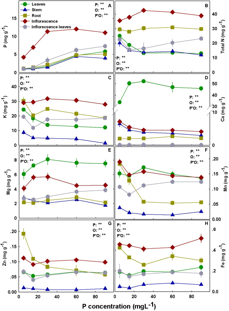 Effect of P supply on nutrient concentrations in leaves, stems, roots, and inflorescences in the medical cannabis cultivar RM. P (A), N (B), K (C), Ca (D), Mg (E), Mn (F), Zn (G), and Fe (H). The presented data are averages ± SD (n = 5); the concentrations are in mg g DW–1. Results of two-way ANOVA indicated as **P < 0.05, F-test; NS, not significant P > 0.05, F-test. In the ANOVA results, P, phosphorus; O, organ; and P*O, the interaction between P and O.