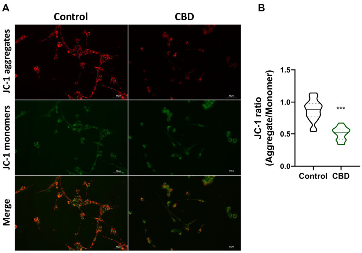 Fluorescence detection of JC-1 in U87MG cells after CBD treatment. (A) Fluorescence microscope images of U87MG cells in Control and CBD conditions (scale bar 50 µm). (B) Single-cell fluorescence level analysis (red/green ratio) for at least 40 cells from three different images per condition. Results are expressed as mean ± standard deviation (SD). Experiments were repeated three times independently (n = 3). *** p < 0.001 compared with control.