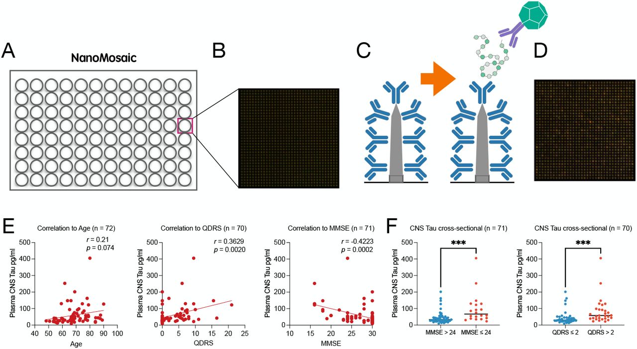 Plasma CNS-tau levels correlate with cognitive impairment.(A) Schematic of the nanoneedle array integrated into a 96-well plate format. (B) High-magnification dark-field image of the nanoneedle surface prior to assay. (C) Illustration of the sandwich immunoassay, with LL-T-1-5 antibody immobilized on each nanoneedle for target capture, followed by detection using labeled secondary antibodies. (D) Representative post-assay image showing colorimetric signal changes on the nanoneedle array compared to (B). (E) Correlation of plasma CNS-tau levels with (left to right) age, QDRS score, and MMSE score. Pearson’s correlation coefficients were used for statistical analysis. (F) Cross-sectional comparisons of plasma CNS-tau levels between cognitively impaired and unimpaired individuals, classified by MMSE (< 24) or QDRS (> 2). Group differences were assessed using the non-parametric Mann–Whitney U test. ***p < 0.001.