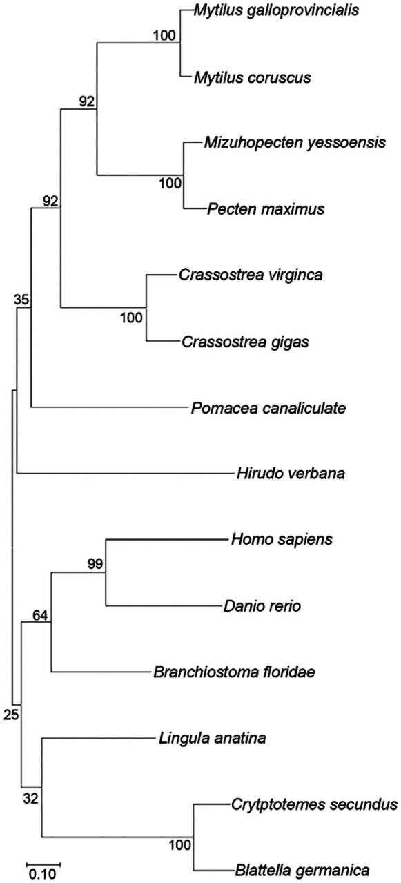 Phylogenetic analysis of HirFAAH. HirFAAH sequences were analyzed in relation to 13 FAAH2/FAAH2-like orthologues by the Maximum Likelihood statistical method, the Jones-Taylor-Thornton (JTT) substitution model for amino acids, and nearest neighbor heuristic method. Confidence intervals for 500 bootstrap trials are provided.