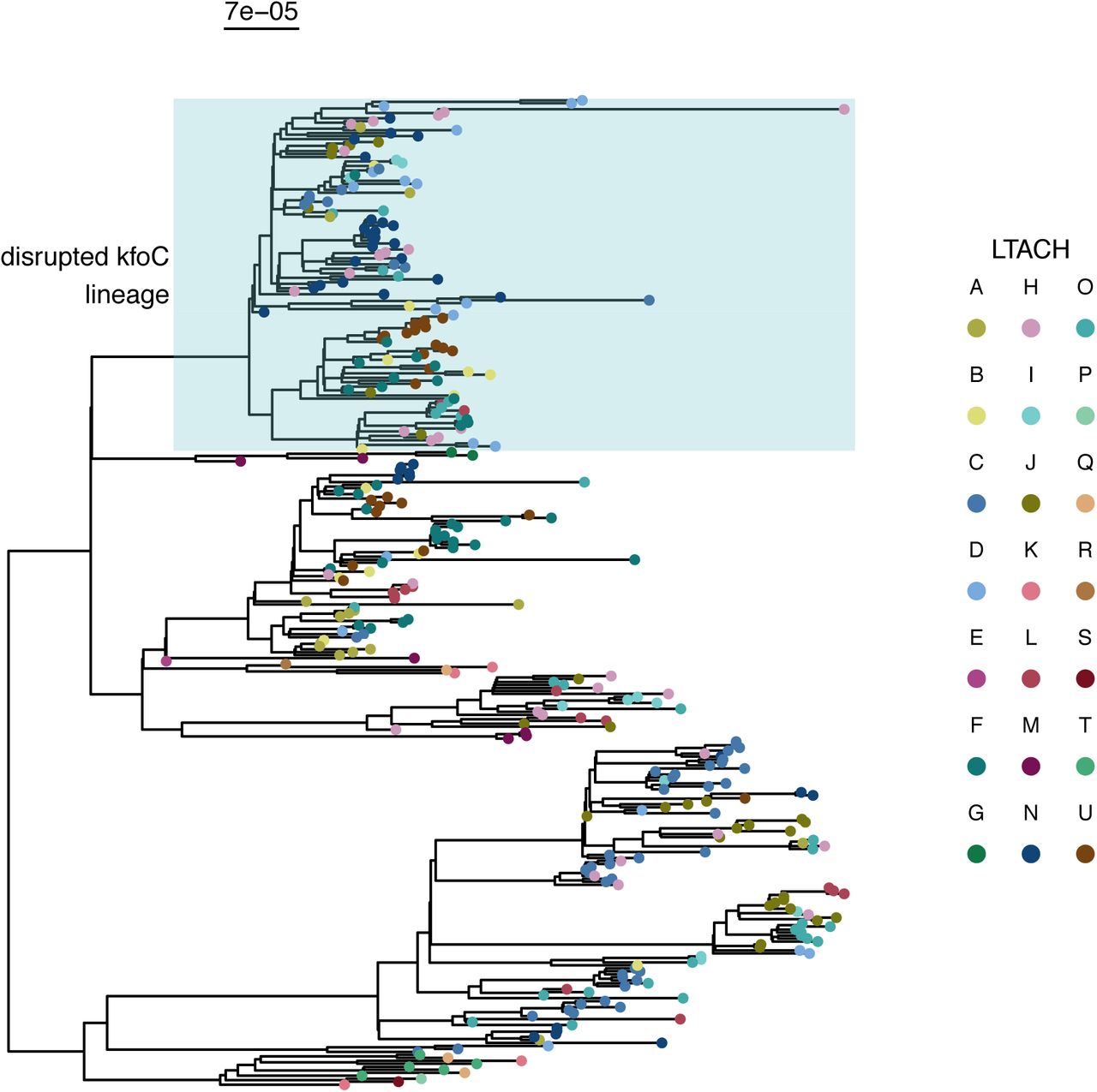 Isolates from different LTACHs are distributed across the phylogeny.Phylogeny of isolates indicating the LTACH the patient was in when the isolate was obtained. Isolates from several LTACHs are present in the disrupted kfoC lineage or the ybt0 lineage, and isolates from these LTACHs are not confined to those lineages. The scale bar above the phylogeny shows the branch length in substitutions per site.
