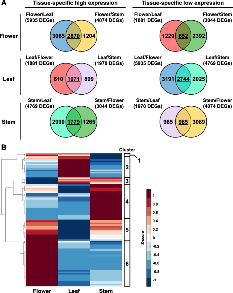 Identification of tissue-specific genes in hemp Cheungsam flower, leaf, and stem. A Venn diagrams show overlap of DEGs identified from all comparisons. DEGs shared between two comparisons are underlined. B Hierarchical clustering heatmap of shared DEGs, showing expression pattern of tissue-specific genes. Red color represents high expression while blue color represents low expression