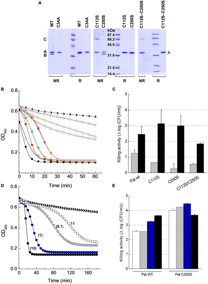 Insight on DTT effect on Pal lytic activity. (A) SDS-PAGE analysis of Pal WT and its Cys mutants under reducing (R) and non-reducing (NR) conditions. Samples pretreated with iodoacetamide were incubated in sample buffer with (SBβ) and without (SB) β-mercaptoethanol for 3 min before the analysis. Bands B and A correspond to the Pal monomer with and without an intramolecular Cys34–Cys112 disulfide bridge, respectively, and band C to a dimer with a Cys34–Cys34 intermolecular disulfide. (B) Lytic activity of Pal variants (5 μg/ml) against pneumococcal R6 strain in PB and PBDTT10, pH 6.8, 37°C (open and solid symbols, respectively). Turbidity decay was monitored as a function of time for 60 min. Symbols and solid lines depict representative experimental data after correction for control decay and the fits to the Boltzmann sigmoid, respectively (black: WT; green: C112S; blue: C250S; red: C112S–C250S; C250S preincubated in PBDTT10: orange). Black and white diamonds in (B,D) illustrate control decay. (C) Killing activity of Pal variants in PB and PBDTT10 (gray and black bars, respectively) in samples from (B) after 60 min incubation. Error bars represent standard deviations from two to three independent experiments each of them in triplicate. (D) Effect of DTT concentration (figure labels; mM units) in the lysis buffer on the lag period and the maximum velocity of R6 lysis by Pal C250S (5 μg/ml) preincubated in PBDTT10. Symbols and solid lines depict representative data, and they mean as in (B). (E) Killing activity of Pal WT and C250S mutant in samples from (D) after 3 h incubation (white, gray, blue, and black bars stand for no DTT (−), 0.1, 1, and 10 mM DTT, respectively). Error bars represent standard deviations from duplicates of a single experiment.