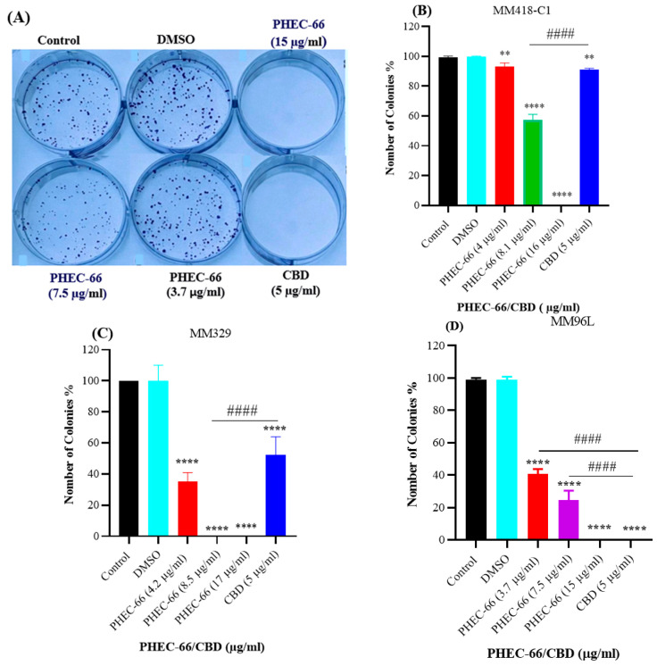 PHEC-66 and CBD reduces the formation of melanoma cell colonies. A representative image of MM96L cell colonies formed post-PHEC-66 and CBD treatment (A). The effect of PHEC-66 and CBD on the colonies formed by (B) MM418-C1, (C) MM329, and (D) MM96L cells following exposure to PHEC-66 and CBD. PHEC-66 concentrations added to each cell line were 50%, 100%, and 200% of the respective IC50 values, while CBD was equivalent to that present within PHEC-66 at its IC50 value. Asterisks represent statistically significant differences between PHEC-66 or CBD-treated cells compared to the control group (** p = 0.005, **** p ≤ 0.0001). Hash represents statistically significant differences between CBD-treated cells compared to PHEC-66 treated cells (#### p ≤ 0.0001). All data represent the mean ± SEM of three independent experiments.