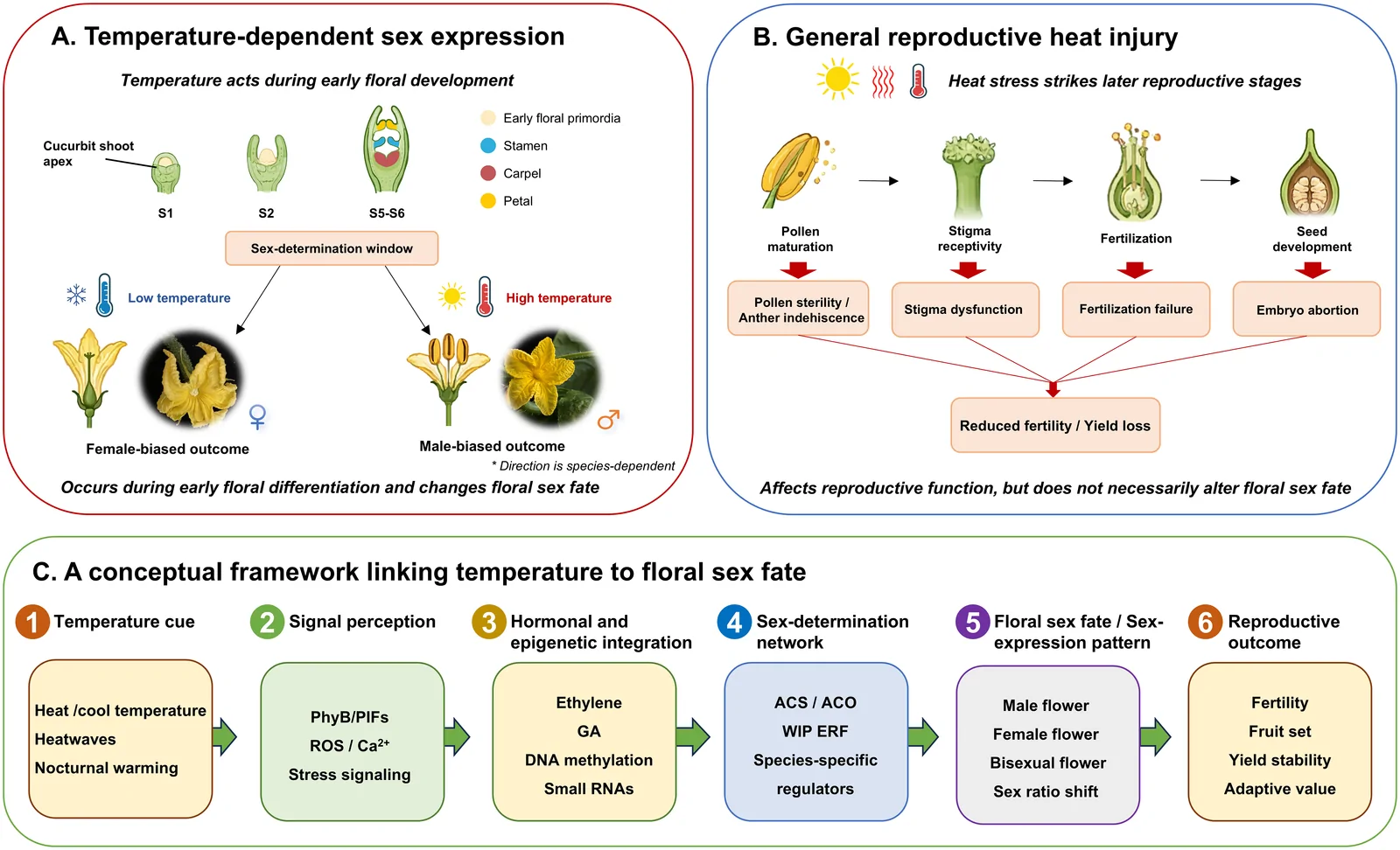 Infographic explaining how temperature influences floral sex expression and reproductive outcomes in plants. Panel A shows temperature-dependent sex expression, where low temperature favors female flowers and high temperature favors male flowers during early development. Panel B illustrates general reproductive heat injury, with heat stress at later stages causing pollen sterility, stigma dysfunction, fertilization failure, or embryo abortion, leading to reduced fertility. Panel C outlines a conceptual framework linking temperature cues through signal perception, hormonal integration, sex-determination, resulting in different floral sex fates and reproductive outcomes such as fertility and yield.