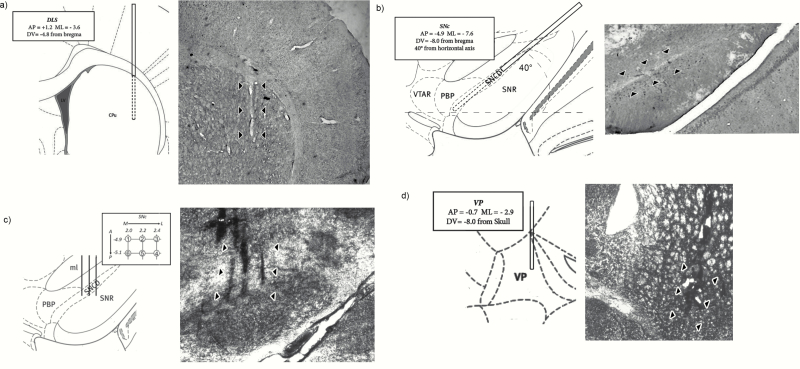 Representative anatomical placements (left side) and histology example of placements (right side) of a microdialysis probe, electrode, and cannula guide. The microdialysis probe was lowered into the (a) dorsolateral striatum (DLS) and (b) substantia nigra par compacta (SNc) using the coordinates: (a) 1.2 mm anterior to bregma, 3.6 mm lateral, 4.8 mm below dura, and (b) 4. mm posterior to bregma, 7.6 mm lateral, and 8.0 mm below dura using an angle of 40° from horizontal axis according to Paxinos and Watson (2009). The electrode was lowered in a preset 6-track pattern, with each track separated by 200 μm in the (c) SNc of each rat at the following the coordinates: AP −4.9 to −5.1, ML 2.0 to 2.4 from bregma, and −6.5 to −9.0 DV from the brain surface. A guide cannula was lowered in (d) ventral pallidum using the following coordinates: AP −0.7, ML +2.9 from bregma, DV −6.0 from the skull. A 30-gauge injection cannula protruding 2.0 mm past the end of the guide was used to perfuse a solution of bicuculline at a rate of 0.1 µL/min over 5 minutes. Diagrams were adapted from Paxinos and Watson (2009).