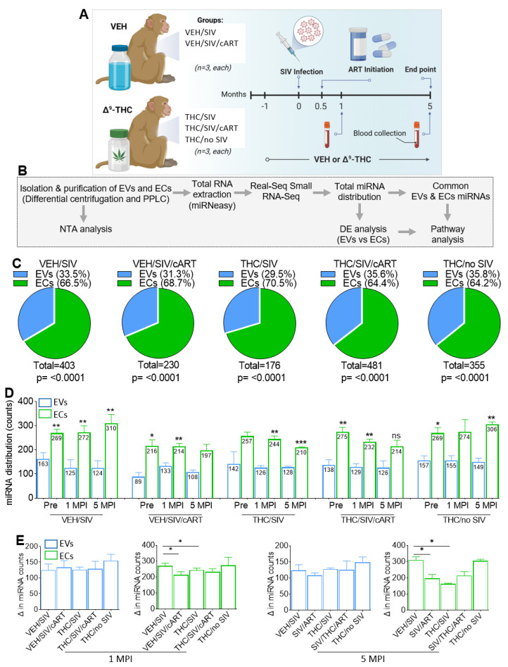 Study workflow for isolation and characterization of blood plasma derived EVs and ECs. (A) Description of experimental model. (B) Methodological workflow for isolation, and characterization of EVs and ECs. (C) Pie chart showing percent detectable miRNAs in the EVs and ECs for each treatment group. (D) The number of detectable miRNAs for the EVs and ECs at the Pre, 1 MPI and 5 MPI time points for VEH/SIV, VEH/SIV/ART, THC/SIV, THC/SIV/ART, and THC/no SIV treatment groups. (E) The number of detectable miRNAs for the EVs and ECs at 1 MPI (left) and 5 MPI (right) for VEH/SIV, VEH/SIV/ART, THC/SIV, THC/SIV/ART, and THC/no SIV treatment groups. To be included, miRNA count needed to be ≥1 for n = 3 RMs. Binary students’ t tests (Welch’s correction) were used to determine significant differences between EVs and ECs for each of the time points in each group. *** p < 0.005, ** p < 0.01, * p < 0.05, and ns = non-significant.