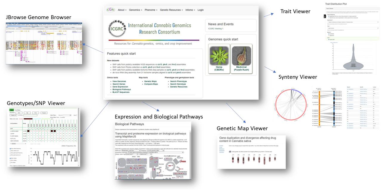ICGRC Cannabis Web Portal (icgrc.info) main feature pages.The web portal is a Tripal instance with various modules to host and visualize published Cannabis -omics datasets.