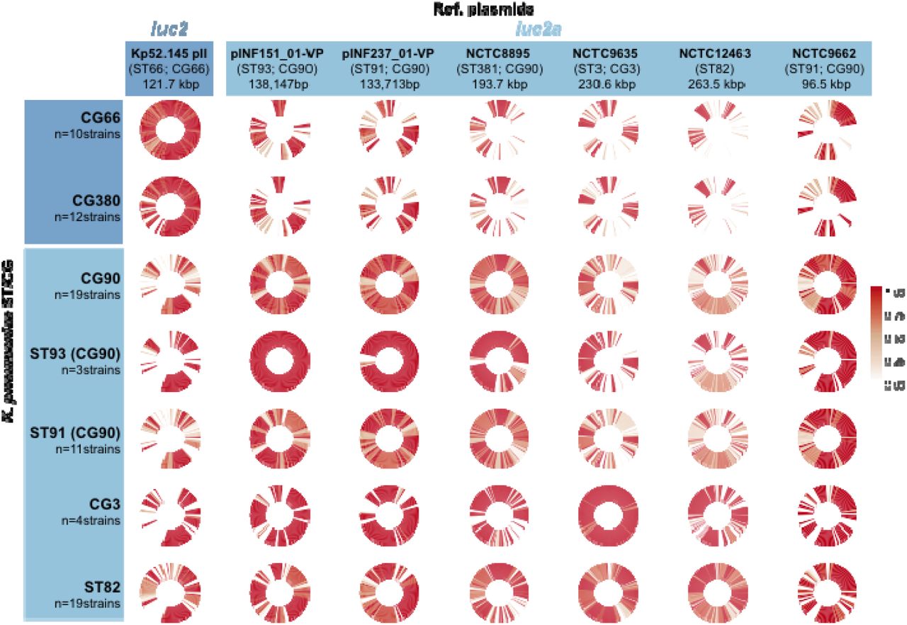 Conservation of coding sequences from KpVP-2 and iuc2a+ reference plasmids amongst strains carrying plasmid-encoded iuc2 or iuc2a loci.Cells show circularised heatmaps indicating the frequency of each gene in a given reference plasmid (column), amongst strains of a given chromosomal sequence type (ST) or clonal group (CG) (rows) that carry either iuc2 (CG66, CG380) or iuc2a (others). Around each circle, genes are ordered by their order in the corresponding reference plasmid.