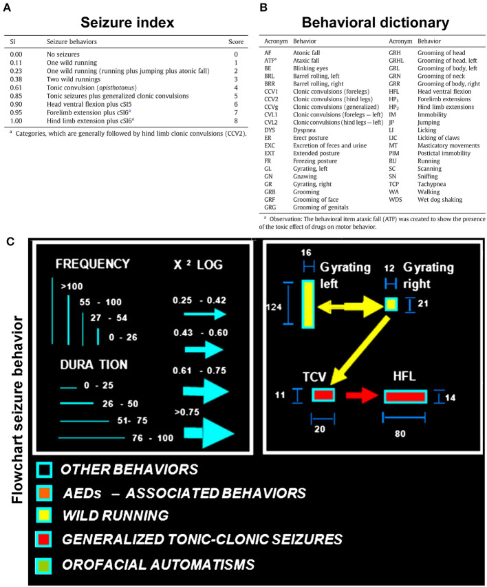 Audiogenic seizure analysis in the GASH/Sal. (A) Seizure index (SI), according to Garcia-Cairasco et al. (1996) using the behavioral descriptions and categorized severity scores transformed into discreet variables for statistical purposes. (B) Dictionary of the behavioral variables analyzed and displayed in the flowcharts of the seizure behaviors. (C) Flowcharts illustrating the graphical and statistical aspects of the seizure behaviors. The frequency and time spent performing each behavior are proportional to the height and width of the rectangle, respectively. The arrow width and direction indicate the statistical intensity and preference association between two behavioral items. The behaviors associated with wild-running phase (including wild running, jump, and falls) are depicted in yellow, and the behaviors associated with the convulsion phase (including convulsions and extentension of extremities) are depicted in red (figure modified from Barrera-Bailón et al., 2013).