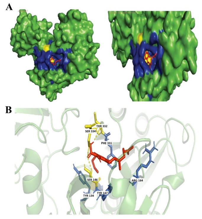 Docking of CBGA. (A) Blue colored region represents non-polar interactions; the yellow region represents hydrogen bonds (polar interactions). (B) Ligand interactions with labeled residues with blue amino acids (AA) chain; non-polar interactions and yellow; hydrogen bonds.