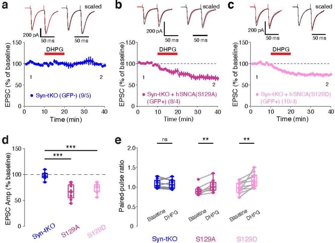 α-Syn S129 phosphorylation site mutations do not disrupt rescue of DHPG-induced eCB-LTD.a, eCB-LTD recorded in GFP- SPNs in Syn-tKO mice. b, c, eCB-LTD recorded from SPNs expressing α-Syn S129A (b) nor S129D (c) mutations. d,e, Summary of EPSC amplitudes. Postsynaptic expression of either S129 mutant α-Syn can rescue eCB-LTD (GFP-, pooled: n = 9 cells / 5 mice, 97.54 ± 2.28%; GFP+, S129A: n = 8 cells / 4 mice, 66.89 ± 5.24%; p = 1.03e-5; GFP+, S129D: n = 10 cells / 4 mice, 73.62 ± 2.89%, p = 1.39e-4). e, Summary of PPRs (S129A baseline: 0.91 ± 0.05; post-DHPG: 1.04 ± 0.06; p = 7.8e-3; S129D baseline: 0.98 ± 0.04; post-DHPG: 1.18 ± 0.06; p = 2.0e-3; GFP- (pooled) baseline: 1.08 ± 0.04; post-DHPG: 1.07 ± 0.04; p = 0.496). Data are mean ± SEM. (d, e) Box plots are depicted as mean (center), first/third quartile (lower/upper box limits), and minima/maxima (bottom/top whiskers). Statistical significance was assessed by two-sided tests, including ANOVA with multiple comparisons (d) and Wilcoxon signed tests (e) (*** p < 0.001; ** p < 0.01; n.s. non-significant). Source data