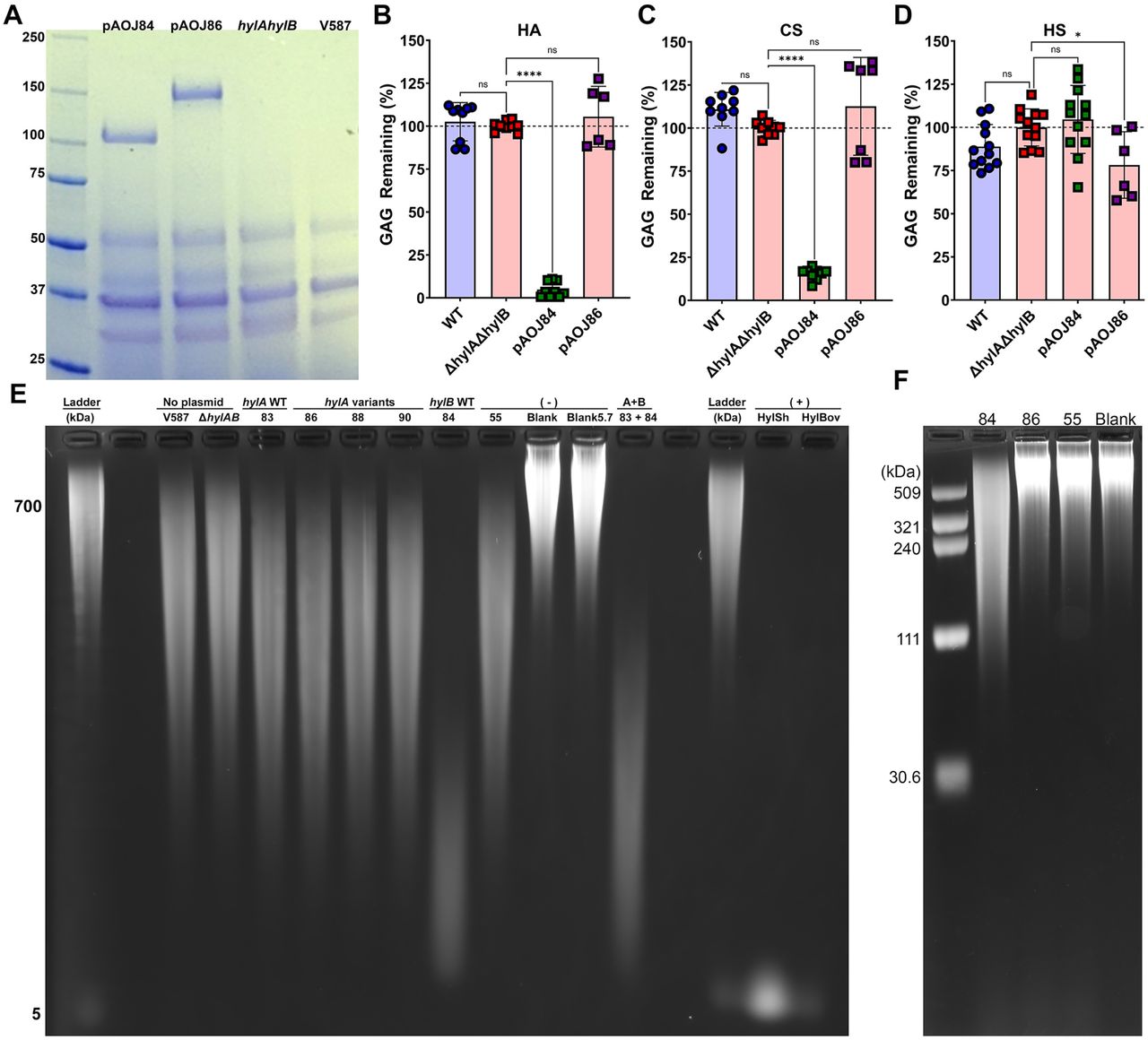 HylA and HylB expression and GAG degradation.(A) Coomassie Brilliant Blue stained SDS-PAGE gel of soluble secreted protein from cell-free supernatants of ΔhylAΔhylB constitutive expressing hylB (pAOJ84), hylA (pAOJ86), or a control plasmid (pAOJ55), with V587 included as a control. Gel is representative of at least three independent experiments. (B-D) E. faecalis strains were incubated with 2.5 mg/mL of HA (B), CS (C), or heparin sodium salt (HS, D) in 0.5X TSB for 24 hours and supernatants were measured for remaining GAG by precipitation with BSA/acetic acid. Percentage GAG remaining was calculated by comparison to a curve of undigested GAG standard concentrations in bacteria-free samples, and data were normalized to ΔhylAΔhylB for each individual experiment. Error bars indicate mean ± standard deviation (SD) for at least three independent experiments with two replicates each. *P<0.05,****P<0.0001 by one-way ANOVA with Dunnett’s multiple comparison correction. (E) E. faecalis strains were incubated in BHI with 1 mg/mL HA for 24 hours and HA degradation was examined by gel electrophoresis. The ladder was generated by combining 700 kDa and 5 kDa HA. Labels above each lane indicate E. faecalis strain, with the ΔhylAΔhylB strains containing expression constructs abbreviated by plasmid number, in which 55 refers to the vector control. “Blank” indicates uninoculated BHI with HA and “5.7” indicates BHI with HA adjusted to pH 5.7. “83 + 84” indicates inoculation with an equal amount of ΔhylAΔhylB (pAOJ83) and ΔhylAΔhylB (pAOJ84). HylSh and HylBov are Streptomyces and bovine hyaluronidase, respectively. (E) The indicated E. faecalis strains were grown in BHI for 24 hours at 37°C, then filter-sterile supernatant was concentrated on a 10 kDa mol wt cutoff filter, and the retentates were incubated with 1 mg/mL HA in reaction buffer for 24 hours before subjecting the samples to electrophoresis.