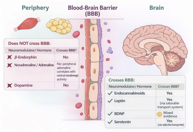 Compounds crossing BBB include endocannabinoids. 10/20