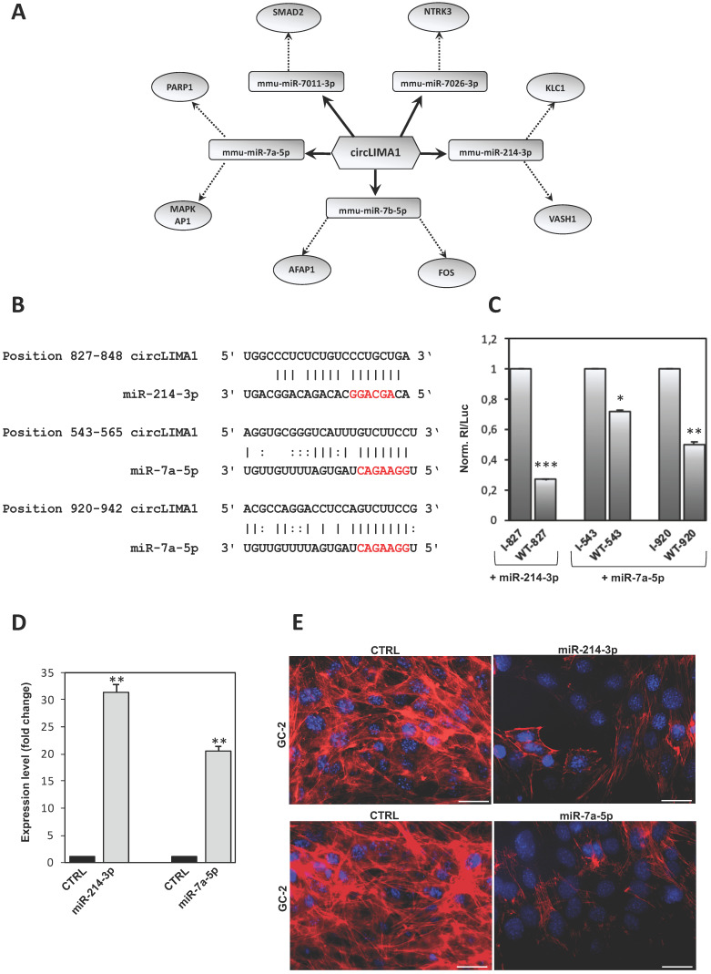 CircLIMA1-dependent ceRNET validation and its involvement in the regulation of cytoskeletal actin. (A) Analysis of circLIMA1, up-regulated in CB1-/- compared to WT derived SPZ that tethers a group of miRNAs as targets, all involved in cytoskeleton-dependent pathways. Networks were built using Cytoscape. Hexagonal and rectangular symbols represent circRNAs and miRNAs, respectively. The arrow indicates the tethering activity of circRNAs toward miRNAs, while the dotted arrow indicates the pathways upstream of the miRNAs. (B) Prediction of miR-214-3p and miR-7a-5p binding site on circLIMA1 sequence; miRNA seed sequences are marked in red. (C) GC-2 cells were transfected with the luciferase-based reporter constructs containing the wild-type target sequence of miRNA (WT-starting nucleotide position number) or the control plasmids with inverted target sequence (I- starting nucleotide position number), along with 50 nM of the indicated miRNA mimic. After 48 hours, luciferase activities were recorded; the Renilla luciferase activity (Rl) was normalized to the firefly luciferase activity (Luc), whose coding sequence is carried by the same vectors; the values are reported as fold mean ± S.E.M. relative to RL/Luc recorded for transfection of controls (specific I construct + miRNA mimic) which were set to 1. Data are the mean ± S.E.M of three independent experiments, each with three data sets. *:p<0.05, **:p<0.01, ***:p<0.001. (D) qRT-PCR expression analysis of miR-214-3p and miR-7a-5p in GC-2 cells after 48 hours of miRNA mimic transfection. All qRT-PCR data are normalized using U6, expressed as fold change and reported as mean value ± S.E.M. ***: p<0.001. (E) Immunofluorescence analysis of F-actin by phalloidin staining (red) in GC-2 cells transfected with 50 nM of the indicated miRNA mimic. (n=3 different samples for each experimental group). Nuclei were labeled with DAPI (blue). Scale bar: 50 µm.