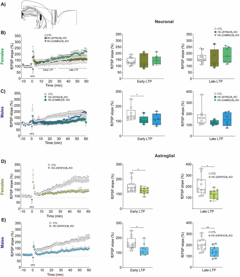 Synaptic plasticity is affected in males and females depending on CB1- cellular deletion. Field excitatory postsynaptic potential responses (fEPSPs) were measured in CA1 synapses after an HFS protocol was applied in the CA3 subfield of the hippocampus (A). CB1 deletion in neurons reduced early-LTP induction only in males (B and C). By contrast, CB1 deletion in GFAP astrocytes (HC-(GFAP)CB1-KO) induced an LTP impairment in both female (D) and male animals (E). Data are presented as mean ± S.E.M. Statistical analysis by two-tailed unpaired Student t test or non-parametric Mann Whitney test. *p<0.05; **p<0.01. The number of experiments is indicated in parentheses as (slices tested/number of animals). See Table S1 for detailed statistics