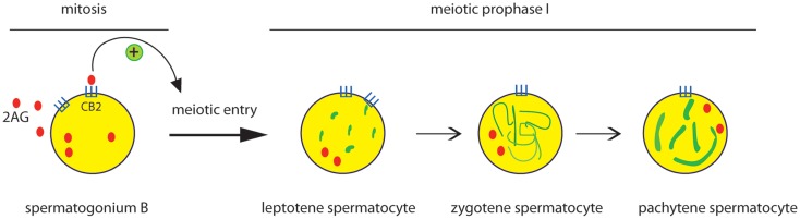 Effect of CB2 activation on the early steps of spermatogenic differentiation. Mitotic male germ cells express CB2 receptor and high level of 2-AG. Activation of CB2 receptor by 2-AG, through an autocrine pathway, promotes meiotic entry and progression of spermatogonia, as revealed by the meiotic organization of nuclear SCP3 (green) during the prophase I phases (leptotene, zygotene, pachytene).