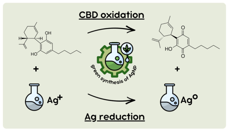 Proposed mechanism for the formation of AgNPs: the oxidation of CBD promotes the reduction of Ag+1 to Ag0, leading to nanoparticle formation.