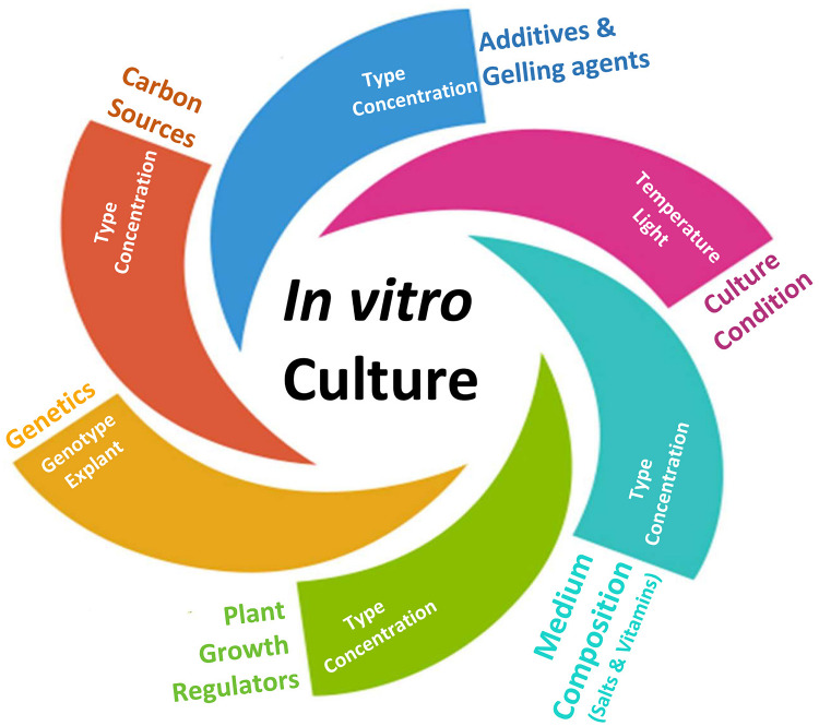 A schematic representation of factors influencing in vitro culture.