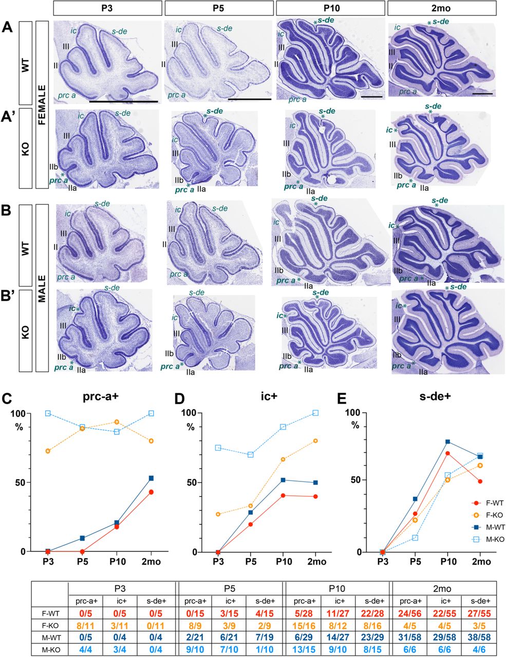Cannabinoid Signaling Regulates Development of Secondary Fissures.Representative midvermal images from CD1 mice showing developmental timecourse of secondary fissure formation in (A) female wildtypes, (B) male wildtypes, (A’) female knockouts, (B’) male knockouts. (C) Quantification of the proportion of animals expressing prc-a at the different developmental timepoints. (D) Quantification of the proportion of animals expressing ic at the different developmental timepoints. (E) Quantification of the proportion of animals expressing s-de at the different developmental timepoints. Abbreviations: ic = intraculminate fissure, pcen = precentral, prc-a = anterior precentral fissure, prm = primary fissure, s-de = superior declive fissure, F = female, M = male, P = postnatal day.