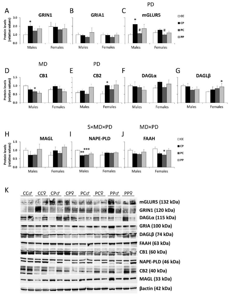 Effect of maternal and/or offspring exposure to a free-choice palatable (P) diet on the relative protein levels of: (A), GRIA1 (B), mGLUR5 (C), CB1 (D), CB2 (E), DAGLα (F), DAGLβ (G), MAGL (H), NAPE-PLD (I) and FAAH (J) in the prefrontal cortex of male and female offspring in adulthood. Representative immunoblots (K). Data are expressed as the mean ± S.E.M. (n = 4). Student’s t test: */**/*** p < 0.05/0.01/0.001 vs. CC males or CC females; # p < 0.05 vs. CP males or CP females. MD: maternal diet effect; PD: postnatal diet effect; MDxPD: maternal and postnatal diets interaction; SxMDxPD: sex, maternal diet and postnatal diet interaction.