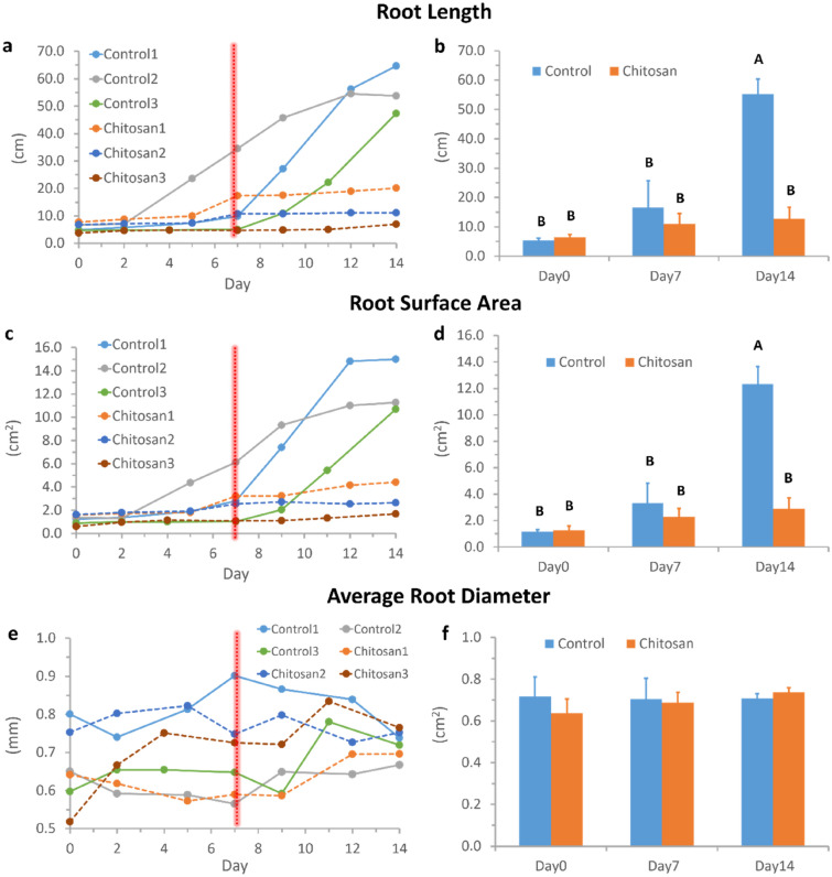 Graphs depicting root developments of industrial hemp in the Root-TRAPR system comparing control and chitosan-treated plants. The measurements are root length (a and b), root surface area (c and d), and average root diameter (e and f). Line graphs (a, c and e) display the root development of three individual replicates of each group. Bar graphs (b, d and f) show an average with an error bar of the standard error of the mean (SEM). Different capital letters above bar graph (A and B) refer to a significant difference at p-value < 0.05 tested by one-way ANOVA, followed by Tukey's HSD test across treatment and day