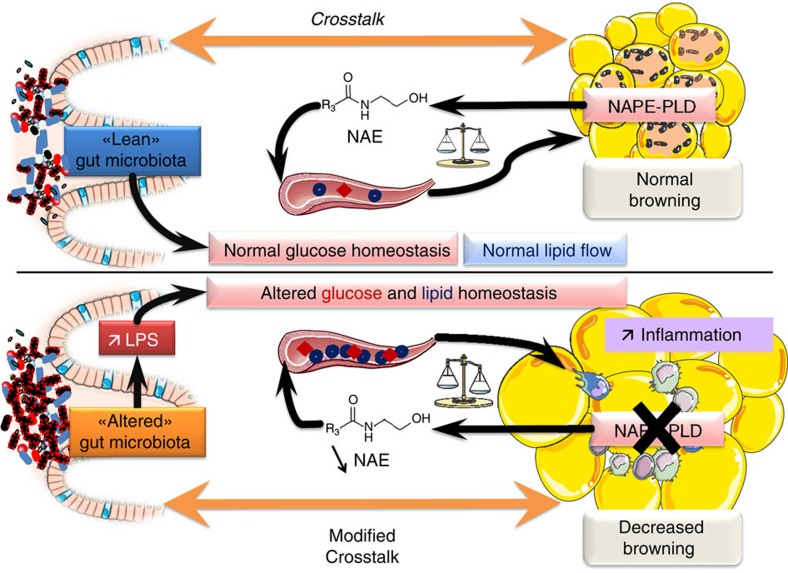 Schematic overview of the phenotype observed following Napepld deletion in adipocytes.When NAPE-PLD is present and functional, adipose tissue homeostasis is maintained and this participates in a normal crosstalk between adipose tissue and gut microbiota. Moreover the presence of NAPE-PLD participates in normal glucose homeostasis and lipid flows. When NAPE-PLD is absent, adipose tissue metabolism is deregulated, with an increase in inflammation, decrease in the browning capacity and excessive fat mass development. Napepld deletion also induces alterations in glucose homeostasis and alters normal lipid flows and lipid homeostasis in circulation and in adipose tissue. Altered adipose metabolism following Napepld deletion induces a dysbiosis of the gut microbiota, which in turn participates in the metabolic alterations observed in the adipose tissue.