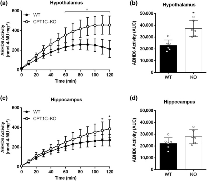 Brain tissues from CPT1C–KO mice compared to WT mice show increased ABHD6 activity. (a) ABHD6 activity in hypothalamic homogenates (n = 6) for CPT1C–KO compared to WT mice; (b) AUCs for hypothalamic activity. (c) ABHD6 activity in hippocampal homogenates (n = 6) for CPT1C–KO compared to WT mice; (d) AUCs for hippocampal activity. Data shown are means ± SD. *P < 0.05, significantly different from WT; Two‐way ANOVA followed by Bonferroni's post hoc correction