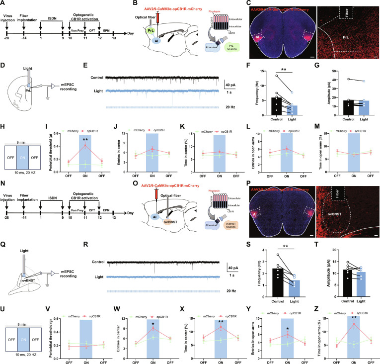 Optogenetic activation of CB1R in vAI-PrL and dAI-ovBNST synapses ameliorates cephalic cutaneous allodynia and anxiety-like behaviors in ISDN-injected mice. (A to C, H, N to P, and U) Experimental schedule for optogenetic activation of CB1R in vAI-PrL (A, B, and H) and dAI-ovBNST (N, O, and U) synapses, optical fiber implantation, viral injections, and behavioral tests. Representative images show opCB1R-expressing neurons in the AI (C and P) and opCB1R-expressing projections in PrL (C) or ovBNST (P). Scale bars, 500 μm (left) or 100 μm (right). (D to G and Q to T) Schematic diagram (D and G), representative raw trace (E and R), and quantitative frequency (F and S) and amplitude (G and T) of miniature excitatory postsynaptic current (mEPSC) recording in PrL (D to G) and ovBNST (Q to T). (I to M and V to Z) Effects of optogenetic activation of CB1R in vAI-PrL (I to M) and dAI-ovBNST (V to Z) synapses on repeated ISDN-induced cephalic cutaneous allodynia in Von Frey test (I and V) and anxiety-like behaviors in the OFT (J, K, W, and X) and EPM tests (L, M, Y, and Z). The data are presented as the mean ± SEM. *P<0.05, **P<0.01 versus Control or mCherry. Detailed statistical results are provided in Table S1.